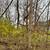 general tree services emergency tree services 8 thumbnail