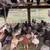 Pigeons 1 thumbnail