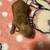 Toy poodle 4 thumbnail