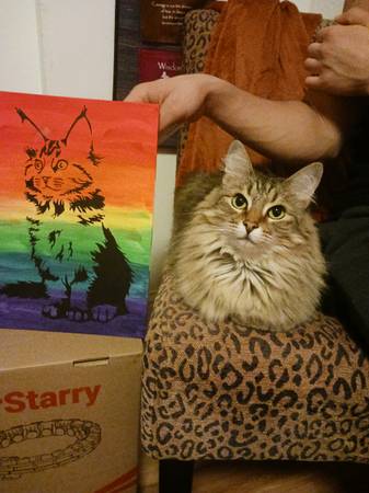 Re-home Cat (santa rosa)63696471290369123