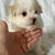 Poodle mix 2 thumbnail