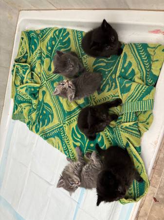 SWEET LOVING PLAYFUL KITTENS63853557701507120