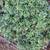Blooming beautiful plant 3 thumbnail