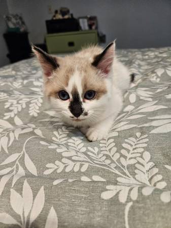 Ragdoll  Siamese  6 months kitten (Newport)63948404310018122