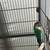 Conure - Proven Pair Rehoming 4 thumbnail