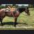 Roan Mare Gorgeous Sweet Gentle Broke for ANY rider 6 thumbnail