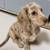 Playfullittlepuppy 3 thumbnail