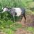 REDUCED! Registered Miniature Nubian Doe -Excellent Milker!! 2 thumbnail