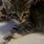Beautiful Baby Kittens (Valley Stream) 4 thumbnail