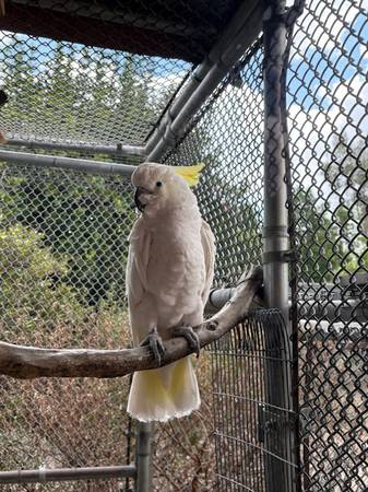 Macho de ave Cacatúa cresta de azufre (Sylmar)63865302716419120