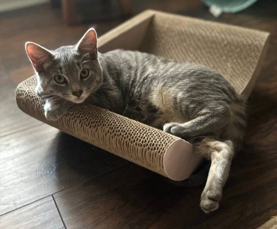 4 month old kitten (Jacksonville)63925384575619121
