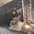 Bunnies 3 thumbnail