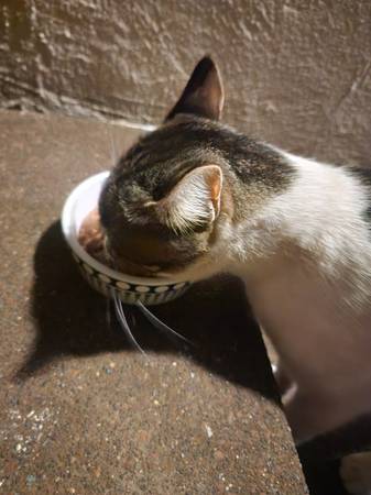 Lost or Abandoned Cat (Auburn)63881395145985123