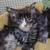 Maine coon kittens 5 thumbnail