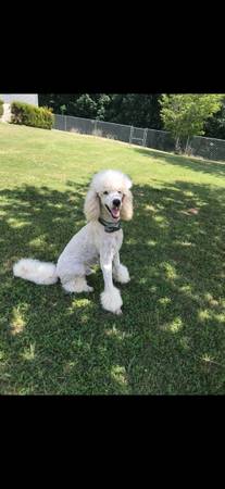 Akc standard poodle male 1