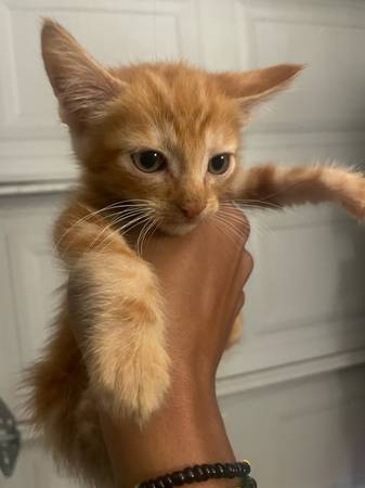 Rehoming orange and two blonde kittens (Hayward)63696416697473120