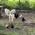 Great Pyrenees Livestock Guardian Dogs 7 thumbnail