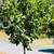 Mandarin Trees - as in Satsuma 2 thumbnail