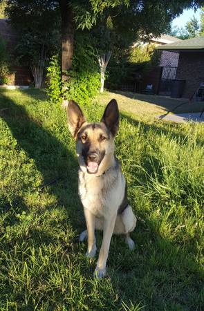 9yr old female German shepherd 1