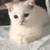 Really adorable cute munchkin/kilt boy/girl cat needs a good home 6 thumbnail