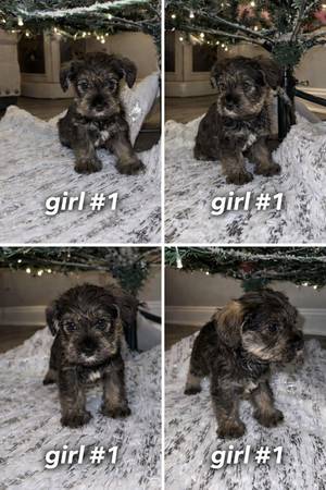 Mini Schnauzer Puppies 1