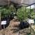 CITRUS TREES $20 - MORE THAN 5000 TREES - 50 CITRUS VARIETIES IN STOCK 20 thumbnail