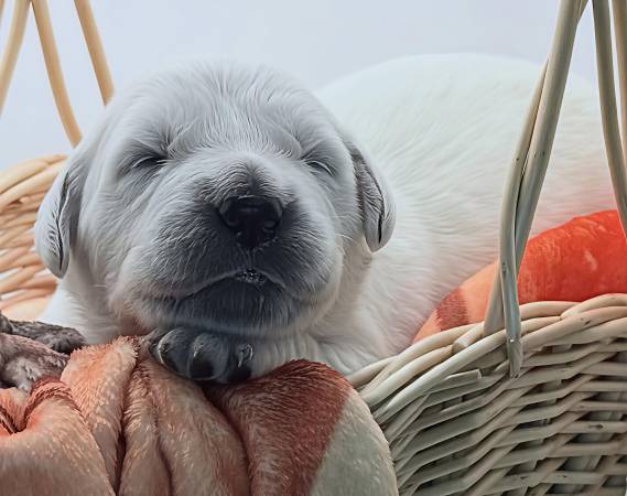 AKC Golden Retrievers (Edmond)63976604335362122