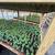 Warrenton Plants Nursery Nurseries 20 thumbnail