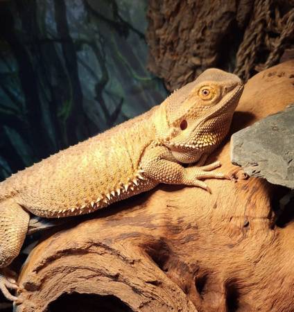 Bearded dragon 1