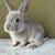 Baby bunnies available for rehoming 1 thumbnail