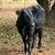 Black Angus Bull 1.5 year old been on grass only. 1 thumbnail