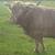 🐂 Miniature Highland Bull 🐂 1 thumbnail
