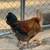 Araucana rooster chicken 5 thumbnail