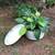 Vintage Enamel White & Red Pot With Lid 1 thumbnail