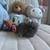 Netherland Dwarf Miniature Bunny Bunnies Rabbit 11 thumbnail