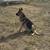 Free Rehoming of our Dogs 3 thumbnail