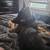 Rehoming AKC 8 month old German Shepherd Puppy 1 thumbnail