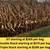 Corn Seed and Crop Protection 1 thumbnail