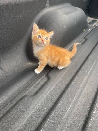Gatito atigrado de ojos azules (Enumclaw)63688936071809123