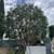 OD Tree Services 16 thumbnail