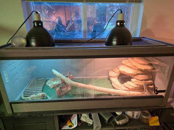 FEMALE Bearded Dragon.with Composit Tank (Entiat)63761970754433120