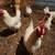 White laying hens 2 thumbnail