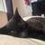 Kittens 5 thumbnail