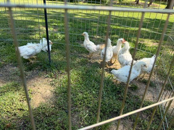 Delaware Pullets, Chicks, Chickens, Roosters 1