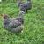 2 Barred Rock Hens 1 thumbnail