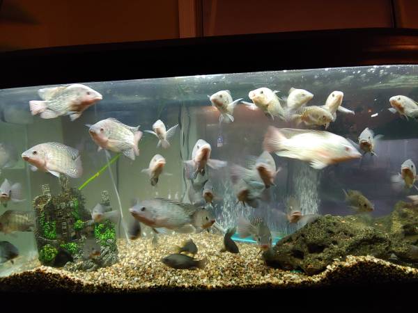 Tilapia 1