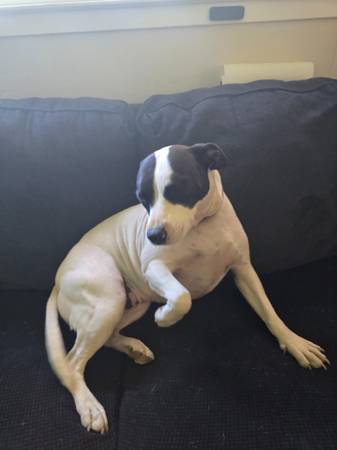 Rehoming Pitbull mix63848875215235123