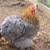 ISO These chicken breeds!! 4 thumbnail