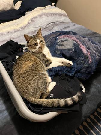 ¡Gato atigrado perdido! (Red Bluff)63469803058051124
