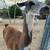 Two male llamas 6 thumbnail